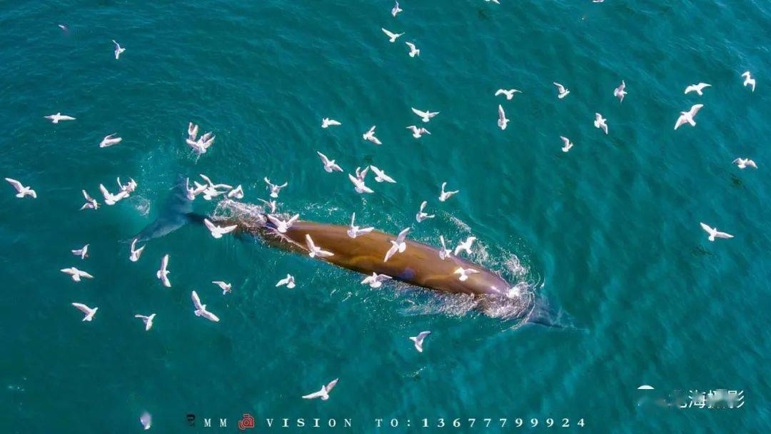 鳀鱼每年12月-3月会洄游来到涠洲岛海域产卵,在涠洲岛海域的布氏鲸已