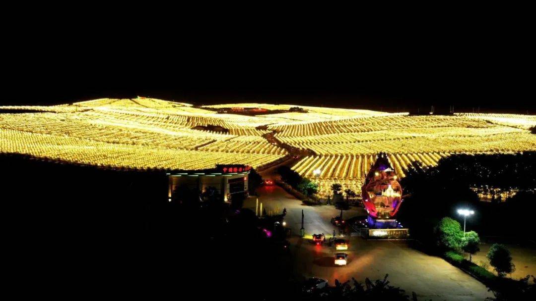 广西南宁隆安县金穗火龙果万亩示范园夜景(童骕/图)桂林银行员工到