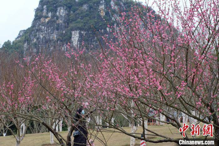 柳州|广西桃花雨后绽放 大批游客拍照“打卡”