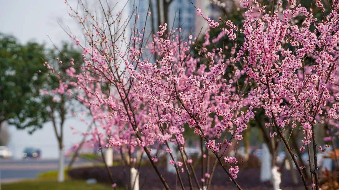 河北时令草花价格