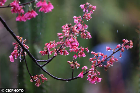 梅花|雨雪润春花