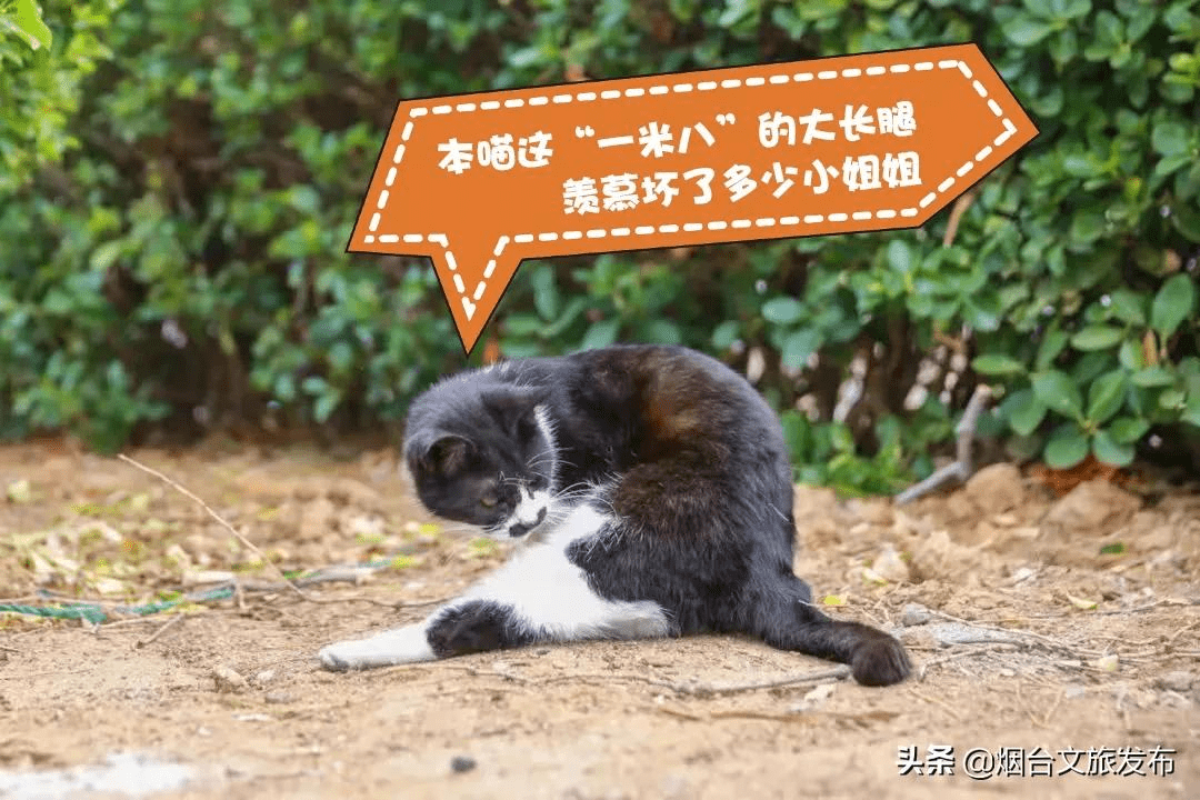 馋猫|这个春天傲娇的猫小主喊你来蓬莱！