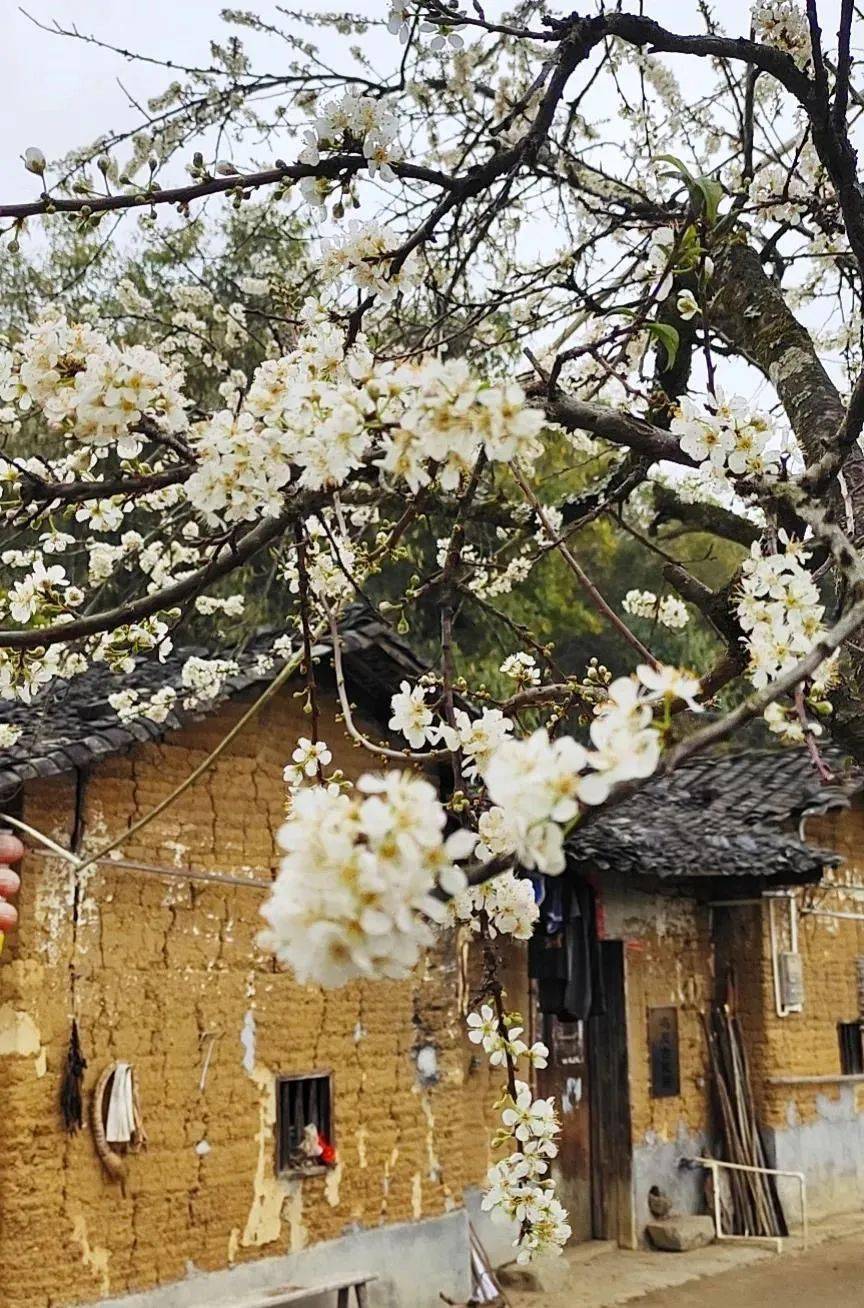 阳山杨梅镇旅游图片