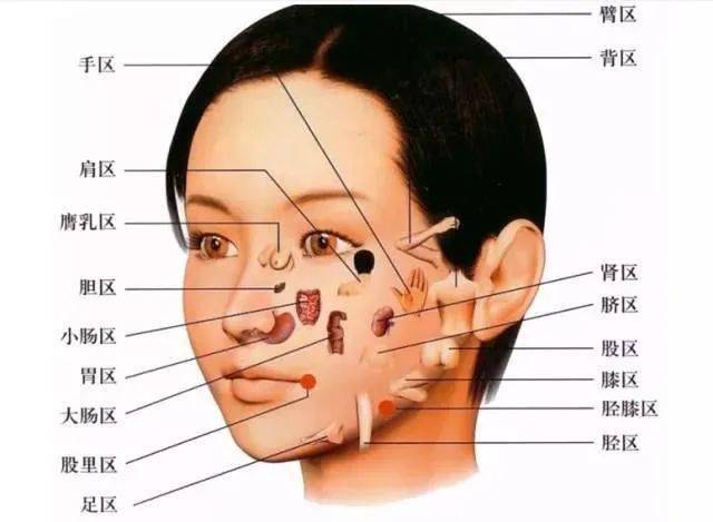 人體5大反射區,這裡給你講全了!(附圖)_五臟六腑_背部_面部