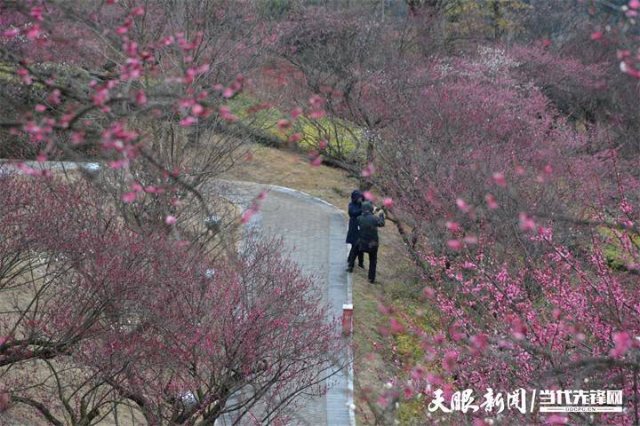 双龙|贵阳双龙生态公园：踏雪寻梅