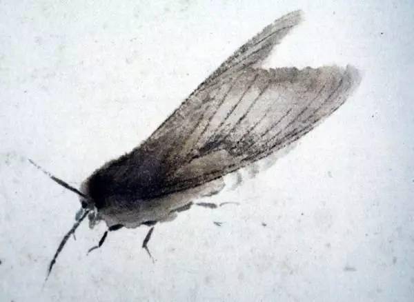 齐白石画的飞虫绝对要收藏