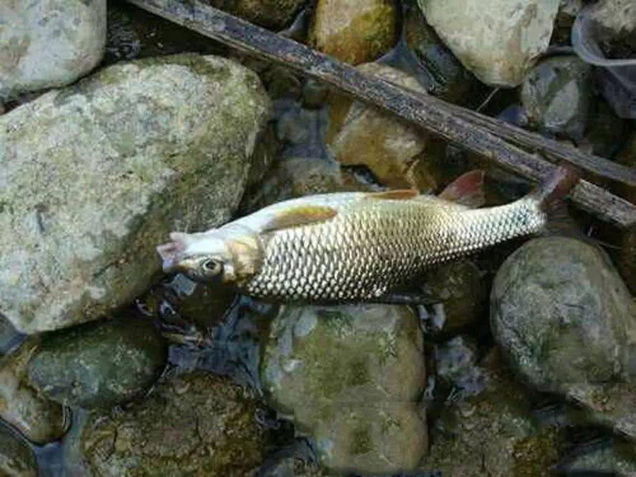 盘车冲钓赤尾子鱼,它们是云贵山区里的"溪流精灵"