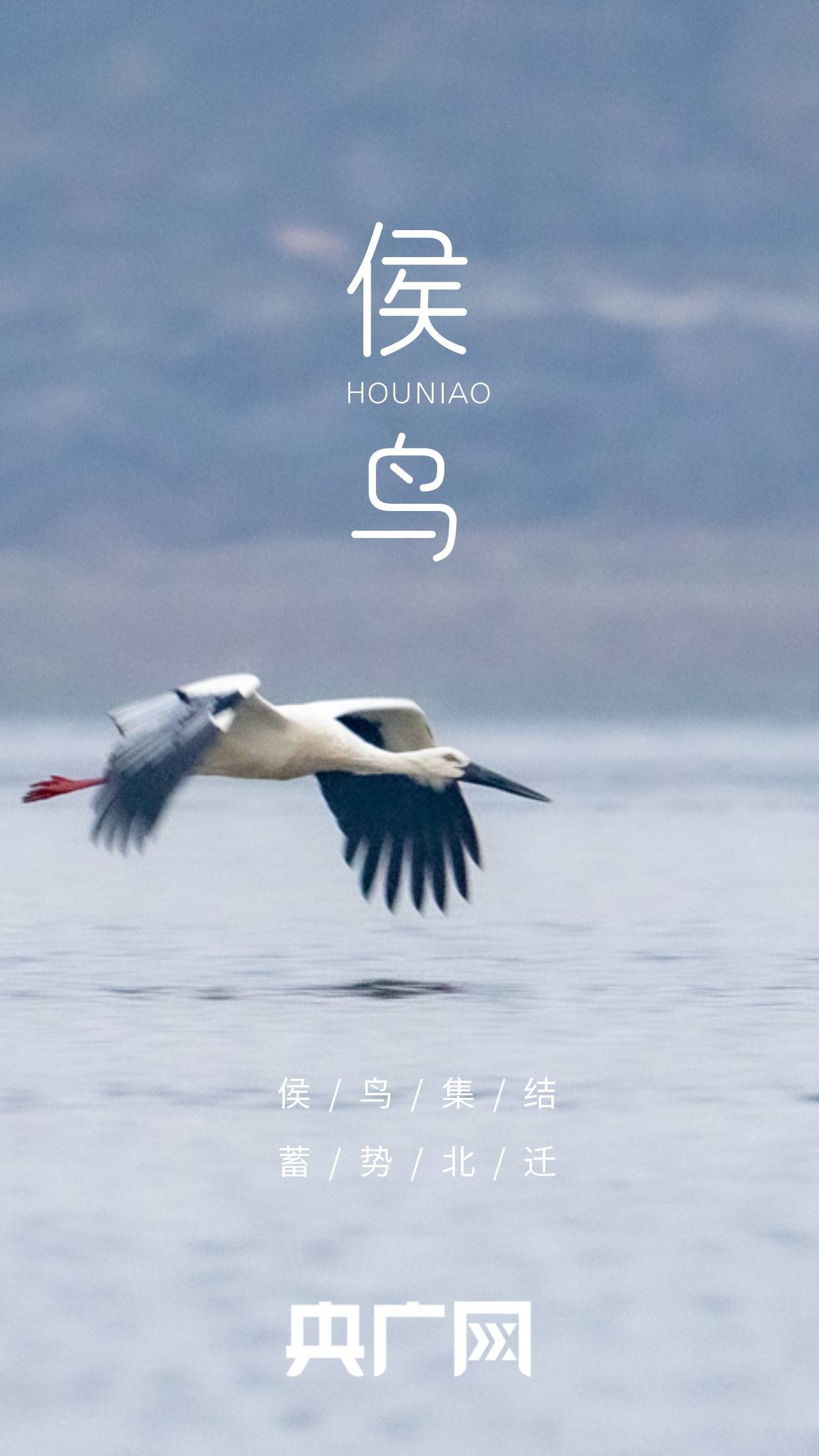 高清海报来啦!看北迁侯鸟 绘就鄱阳湖春日美景_候鸟_湖口_cfp