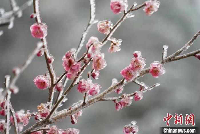 张明珉|浙江百山祖国家公园迎降雪 风景如画