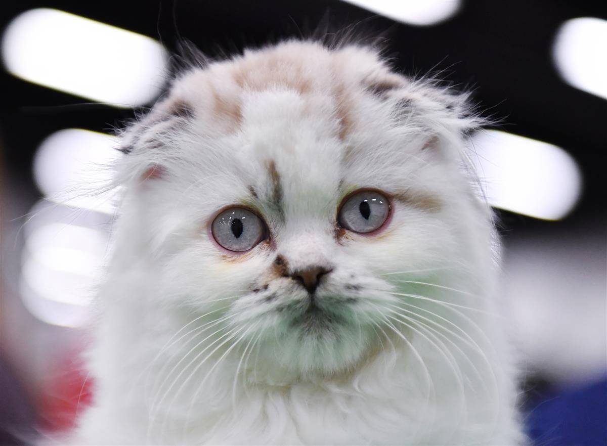 养猫2年后 她突然猫毛过敏了 专家 猫毛过敏不等于对猫的毛过敏 吴小姐 亚东 猫咪