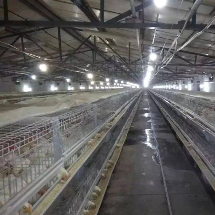 新思维养殖:笼养肉鸡的通风细节管理_鸡舍_福敬_二氧化碳