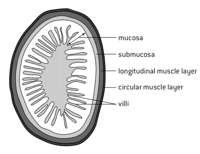 Amylase|【IB生物】什么？人体的这个部位居然有7米长？