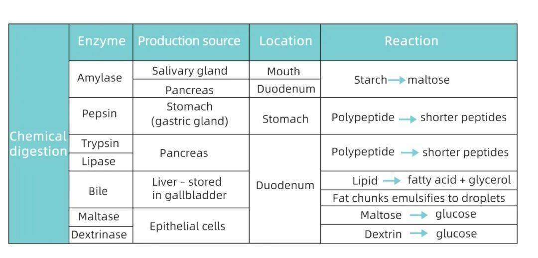 Amylase|【IB生物】什么？人体的这个部位居然有7米长？