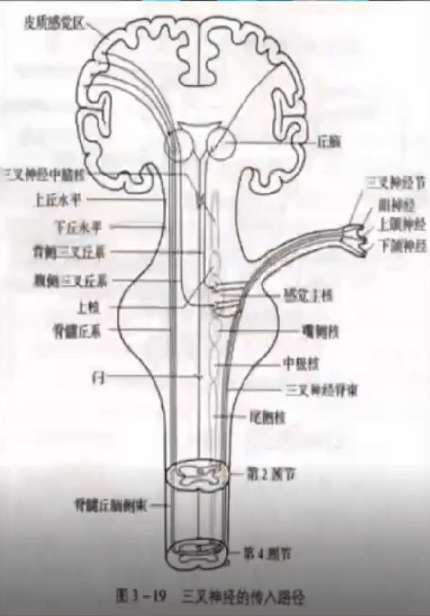 其树突构成脊神经中的感觉纤维,分布在皮肤内,其轴突形成脊神经后根