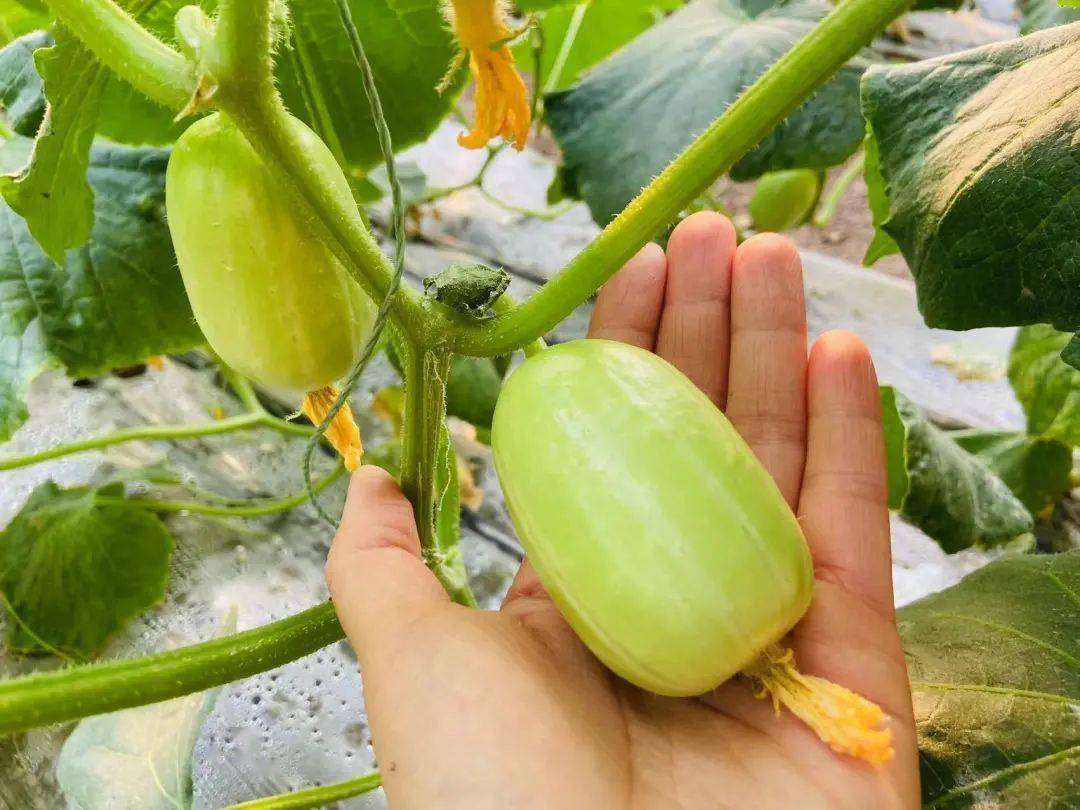 寿光这里有对金童玉女你知道长啥样吗