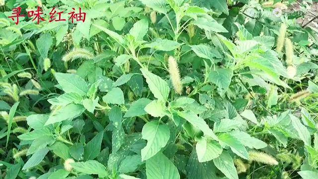 田间的野苋菜,人称"补血菜"又叫"高钙菜",看看你吃过吗?
