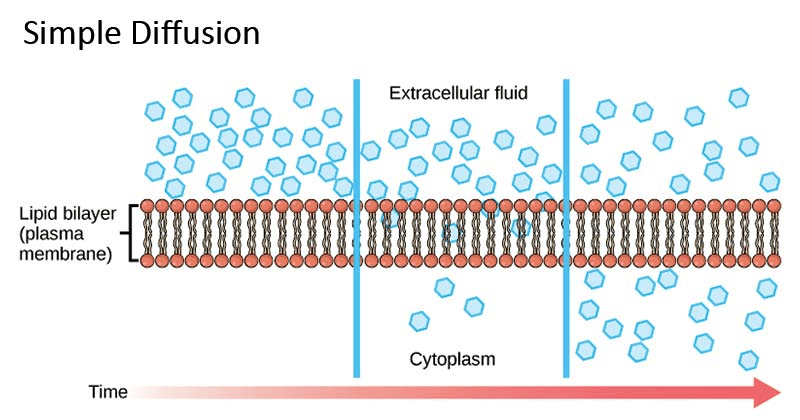 Amylase|【IB生物】什么？人体的这个部位居然有7米长？