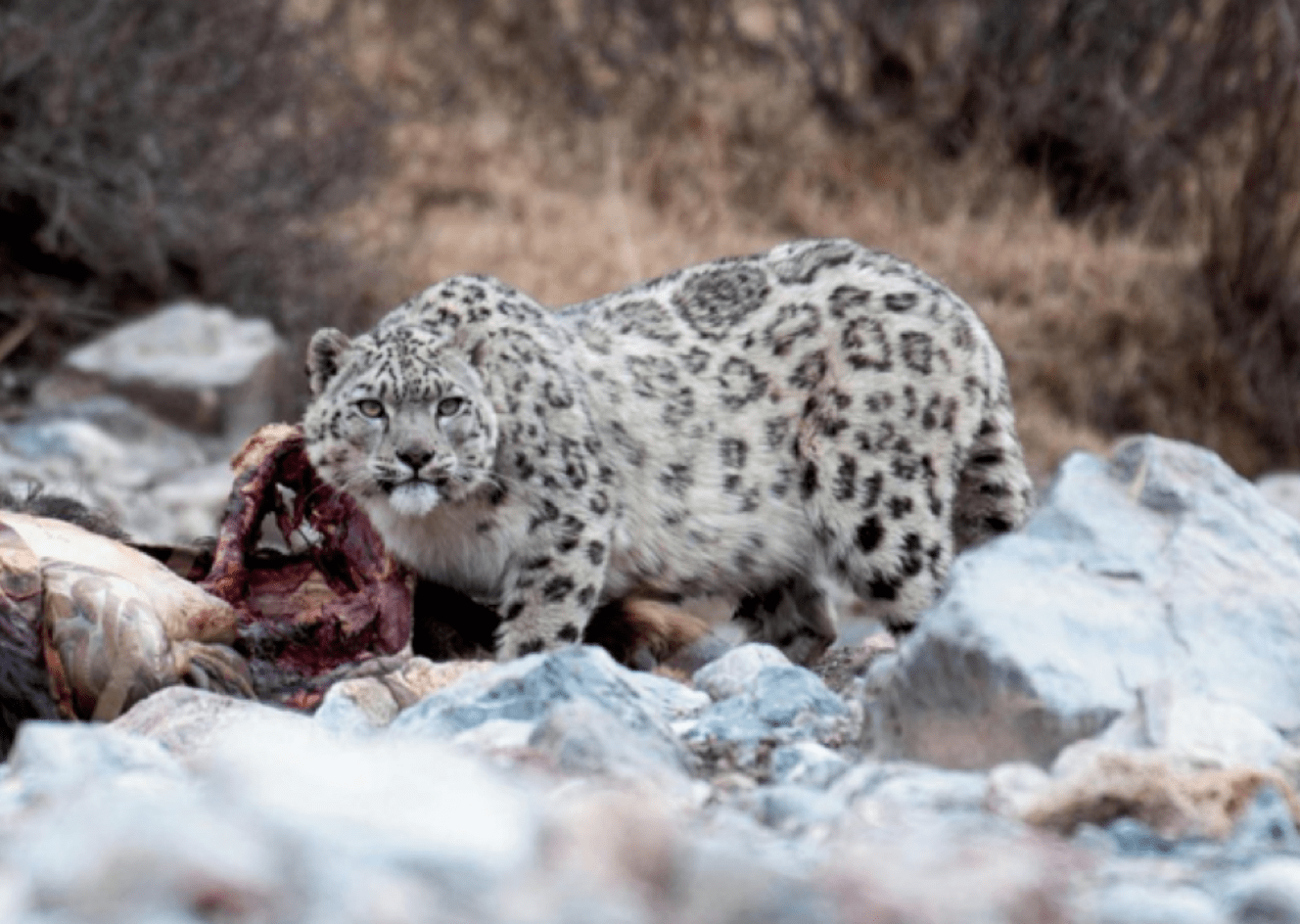 三江源图鉴人的诗和远方雪豹藏羚羊们的栖息地