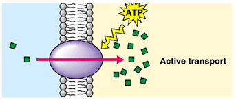 Amylase|【IB生物】什么？人体的这个部位居然有7米长？