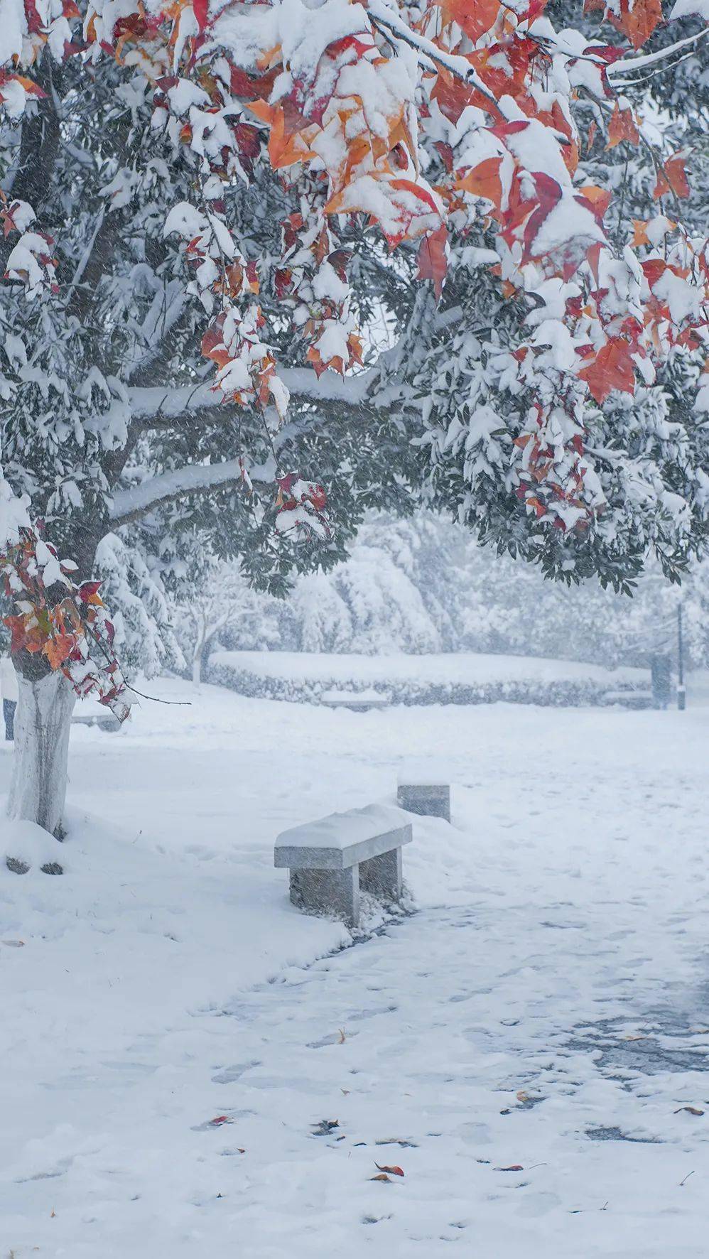 你在我心中是最美 来看看湖南高校的雪景图