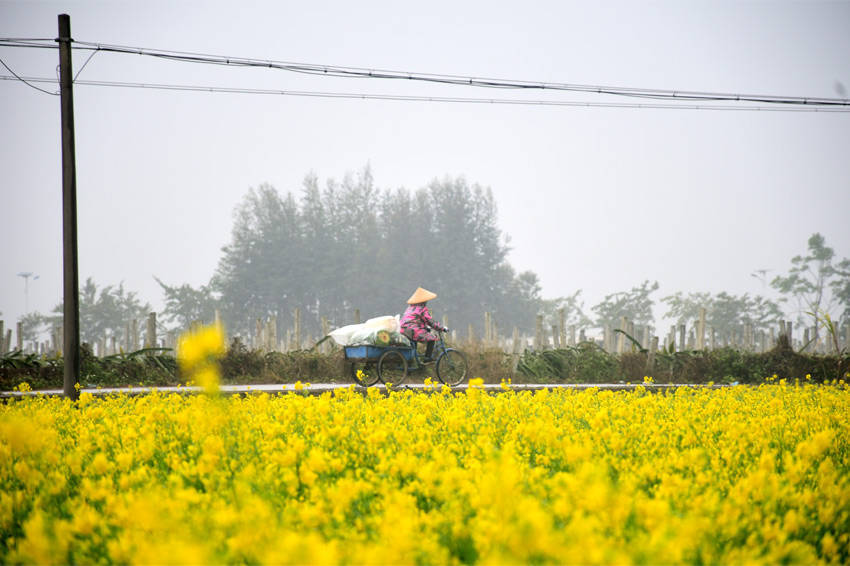 广西宾阳古辣油菜花图片