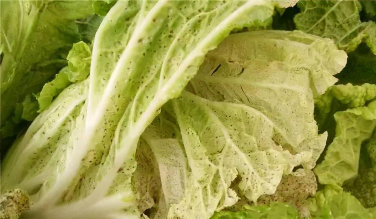 菜摊上碰到这种红薯白菜劝你扭头就走初春超级常见