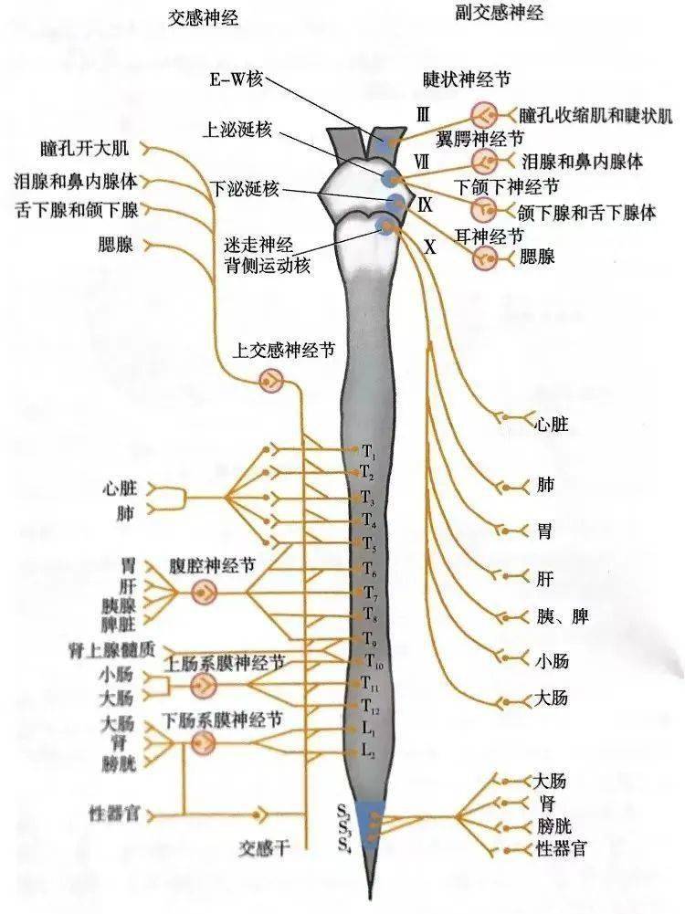 自主神经系统的三个组成都有什么功能?