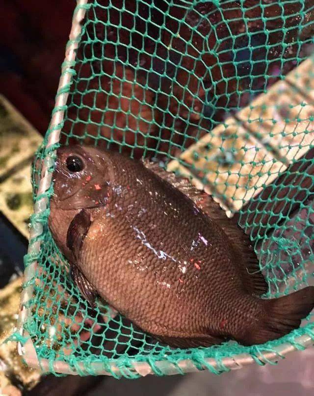 白金魚白金魚,產地為福鼎沙城,是當地特產,小海漁貨,可用鹹菜紅燒.