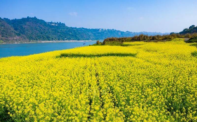 景区|气温回暖，泸州这里的油菜花已上岗！朋友，请收下这份“踏春大礼包”——