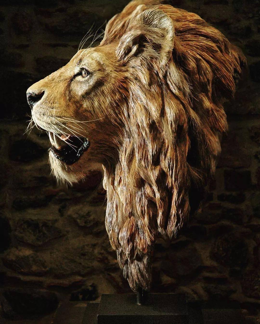 michelevitaloni超写实动物雕塑