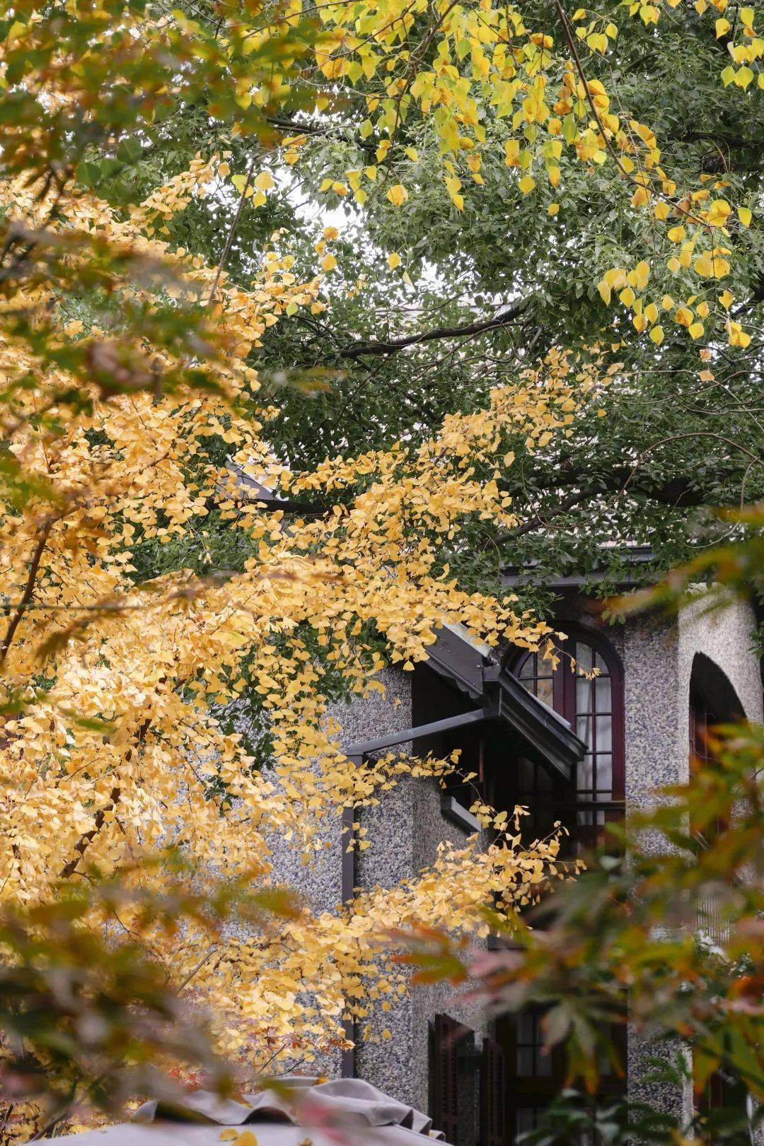 上海|一条马路、一座露天博物馆，串起太多好风景！