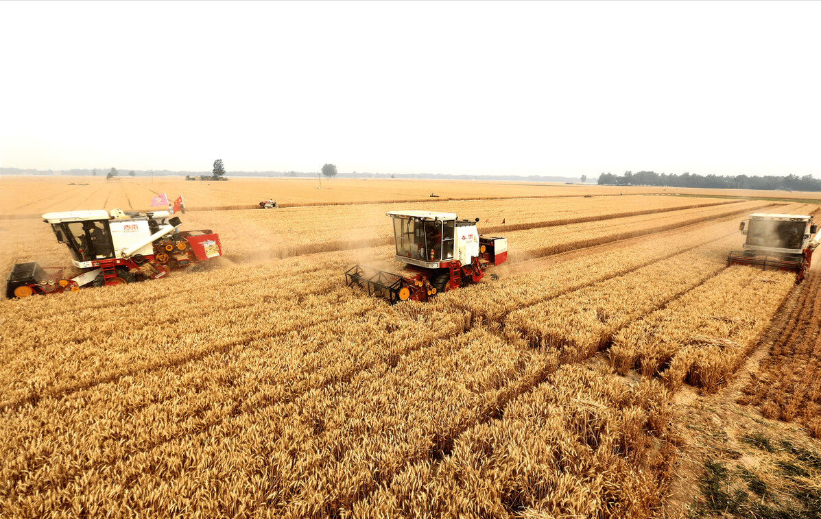 需要指出的是,小麦高产的背后是优良的麦种和自然条件的结合,二者缺一