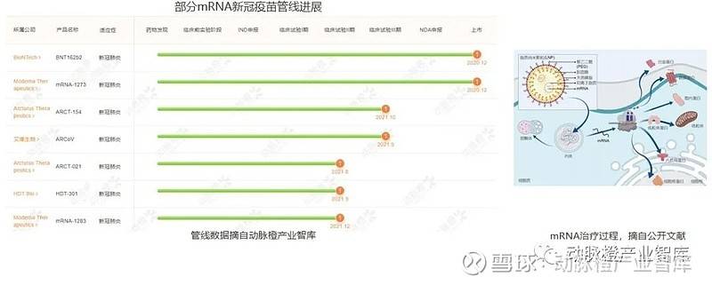 新冠、肿瘤mRNA管线占比过半,环状RNA成临床潜力股