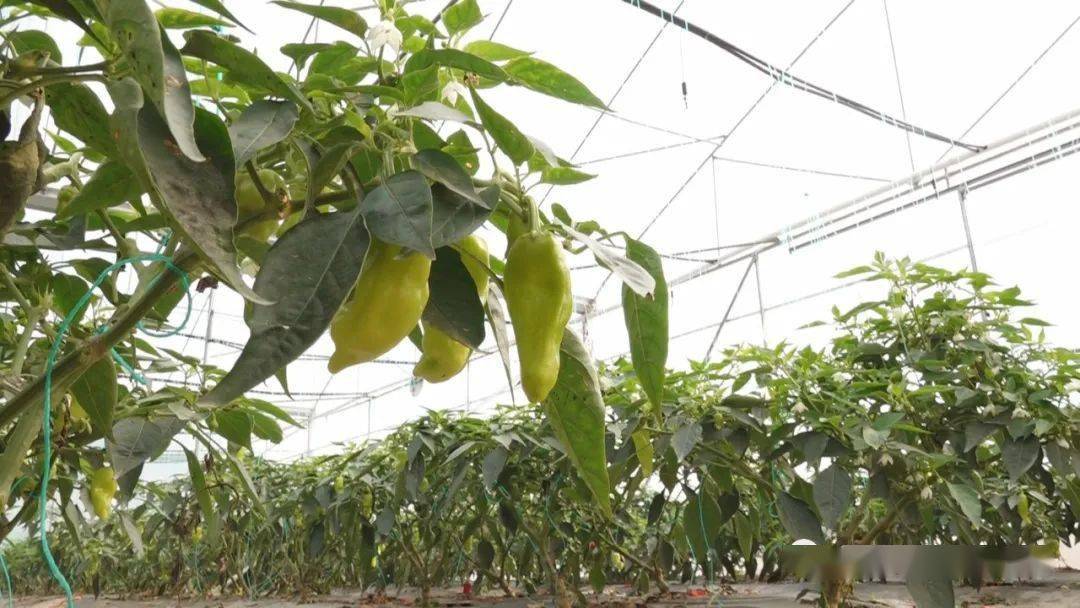 涨!价格持续上涨!这事您怎么看?_俄乌局势大变 油价会持续飙升吗?