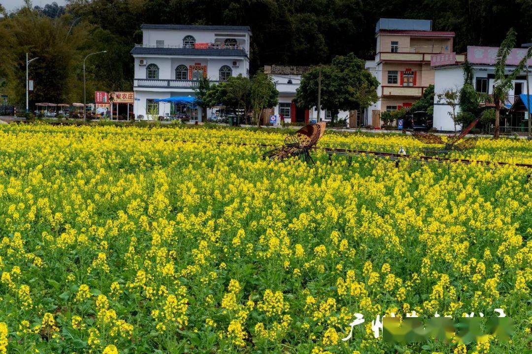 满村尽带黄金甲,红山村油菜花走起!停车攻略→_花都区_景区_停车场