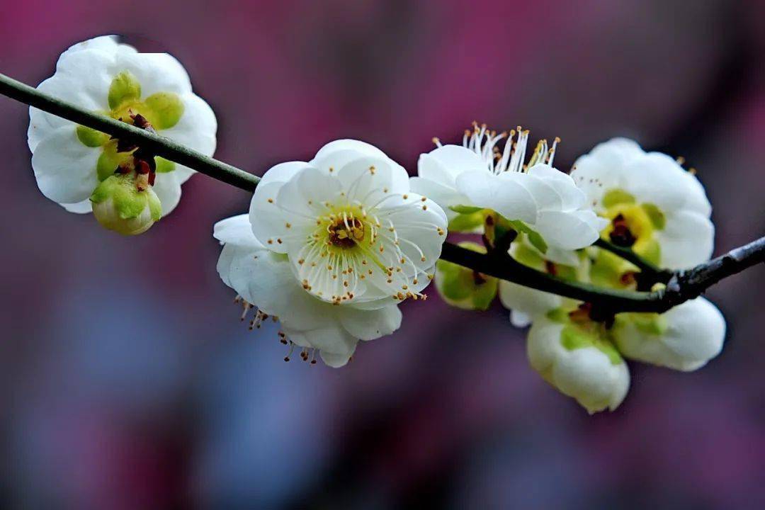 綠梅的花語是堅強,不畏艱險和高雅冬季環境惡劣,也