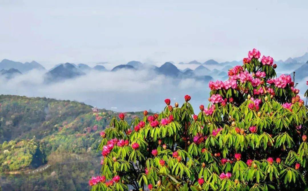 浩瀚花海丨百里杜鹃世界最大花园3日自驾