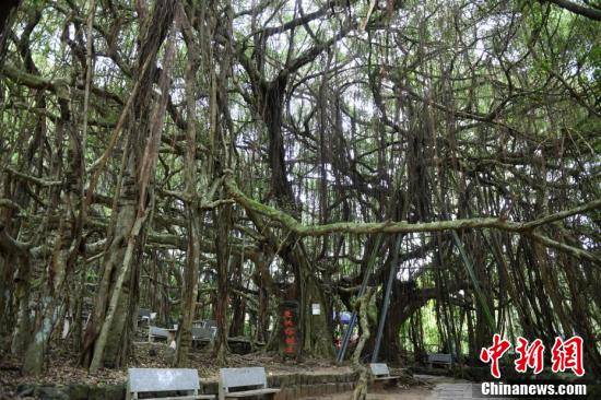独木|一颗树占地近10亩！海南800年大榕树“独木成林”成奇观