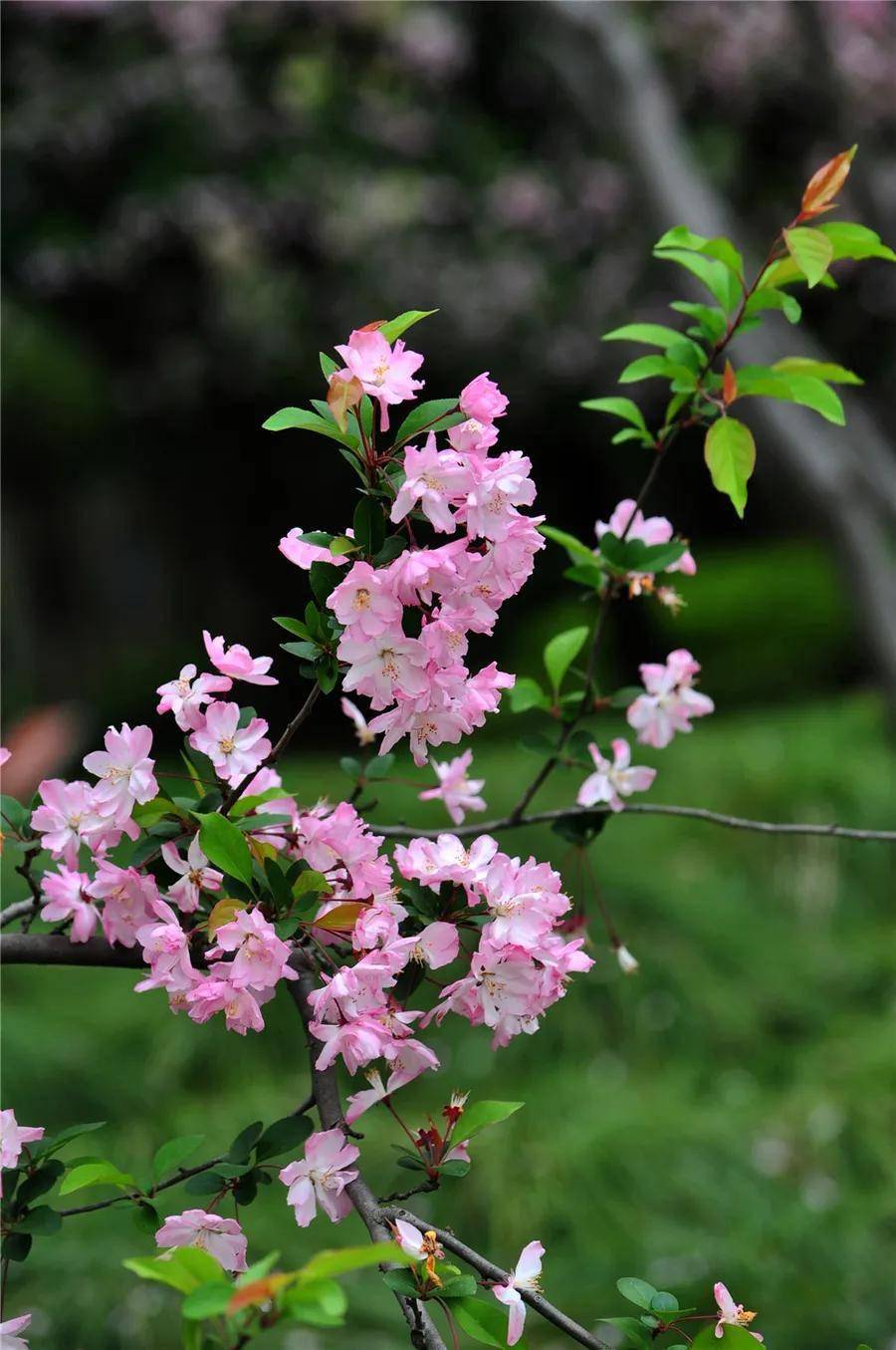 草本海棠花图片欣赏图片