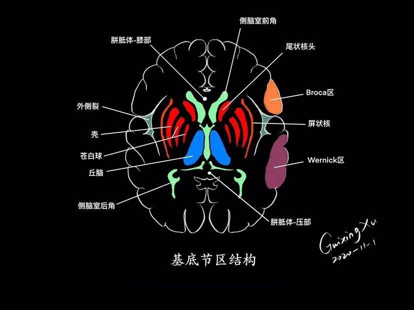 徐桂興|顱腦解剖影像手繪_蝶骨_定位_博士