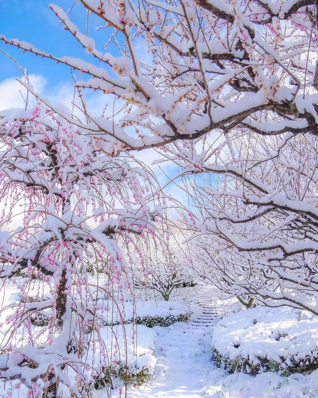 雪中花,最美的风景线