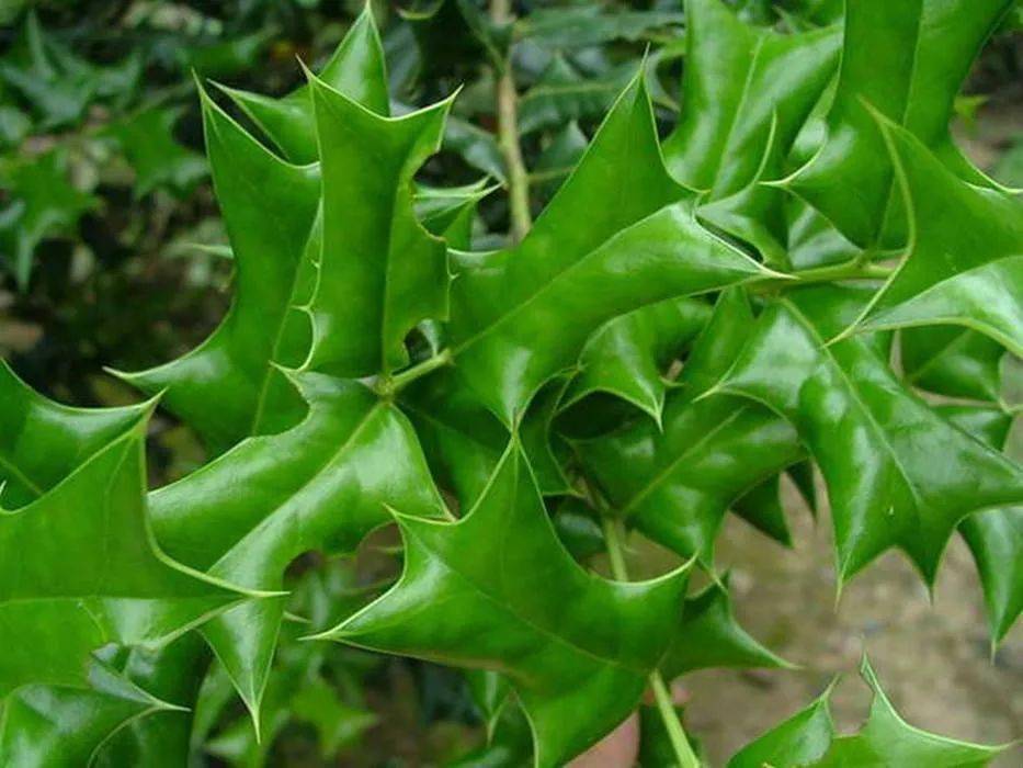 30种名字带有虎字的植物敢说99的人都不认识