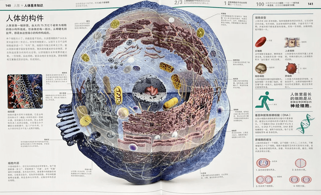 澎湃好物 | DK大百科，用世界的精彩，激活你的好奇心！