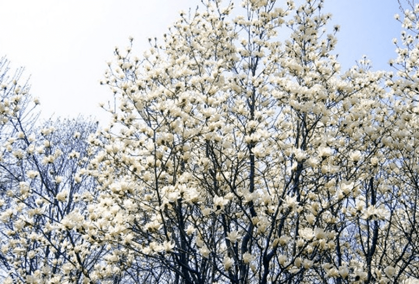 地点|阜阳春色哪家强？赏花地图帮您忙！