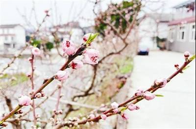 桃树|今年成都龙泉驿桃花 花期在3月中旬