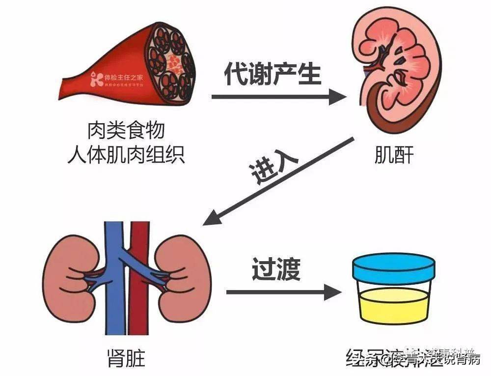 血肌酐正常，尿肌酐升高是什么情况？