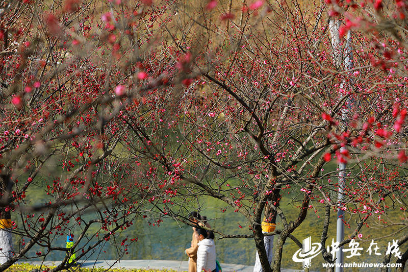 阳光|匡河“梅景”好 市民“打卡”忙