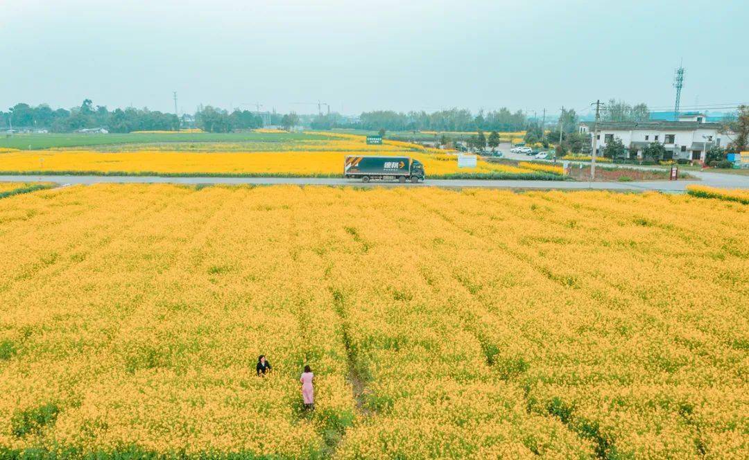 五星村油菜花图片