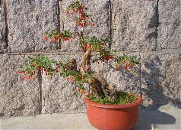 早春先熟的野果,以前腌制受喜爱,如今成高端盆景,不少人种家里_羊奶