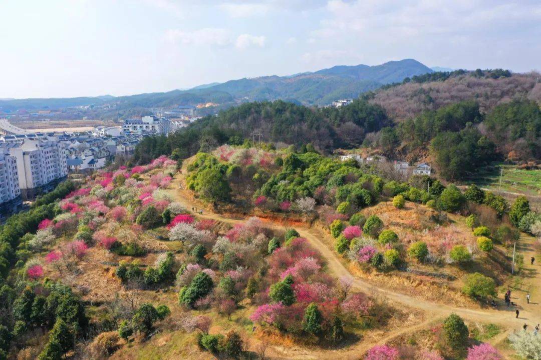 连日来,潜山市天柱山梅园进入盛花期,一树树的梅花数不尽地绽在枝头